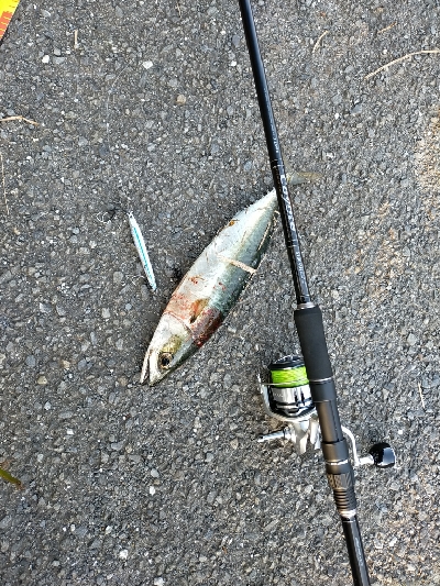 真っ昼間にも回遊有り