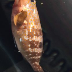 1年ぶりのアナゴ釣り