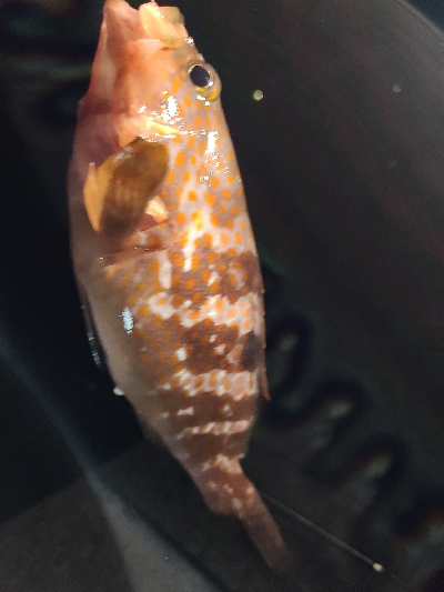 １年ぶりのアナゴ釣り