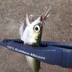 7月最終日サバ成長中