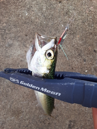 7月最終日サバ成長中