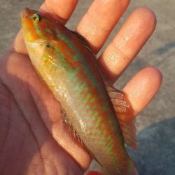 淡路島の夜釣り