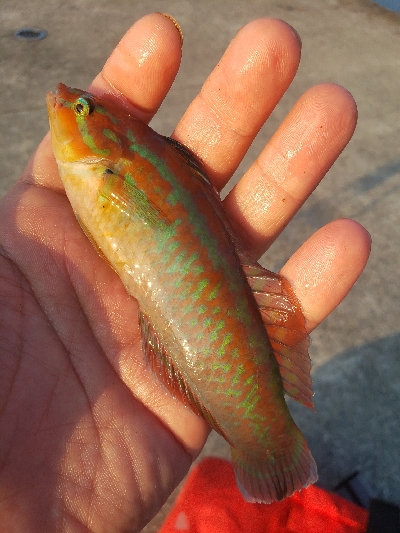 淡路島の夜釣り
