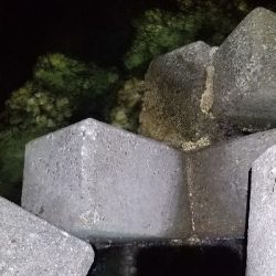 イカは不発でタチウオ発見