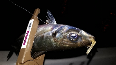 ボートアジング