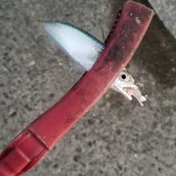 小鯖がいっぱい