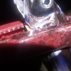 シーバス狙いだけど