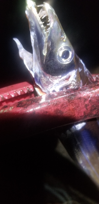 シーバス狙いだけど