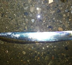 雨の中の釣りツーリングでルアー五目