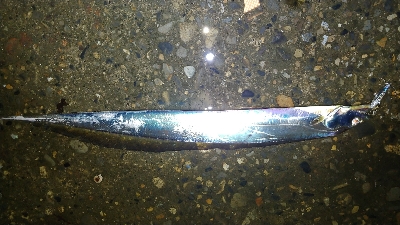 雨の中の釣りツーリングでルアー五目