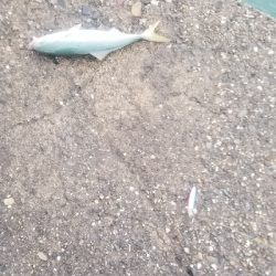 青物　爆釣継続中