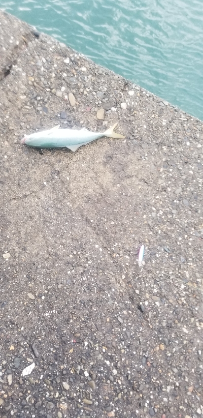 青物　爆釣継続中