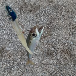 タチウオ狙うも・・・