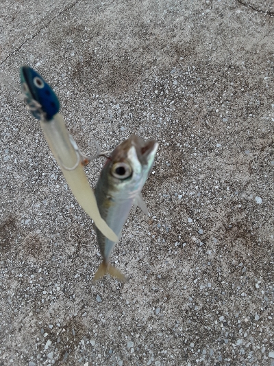 タチウオ狙うも・・・