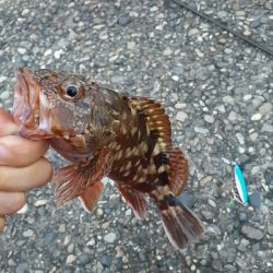 久々に調査行って来ました