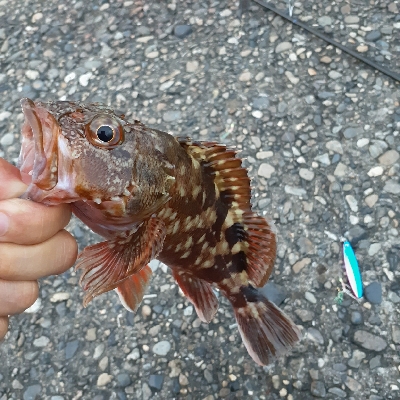久々に調査行って来ました