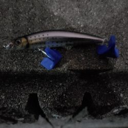 太刀魚がぼちぼち