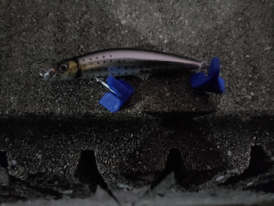 太刀魚がぼちぼち