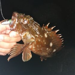 ボトムワインドでガシラ