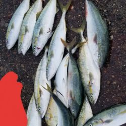 湯浅広川港　青物好調