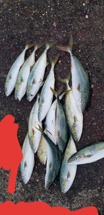 湯浅広川港　青物好調