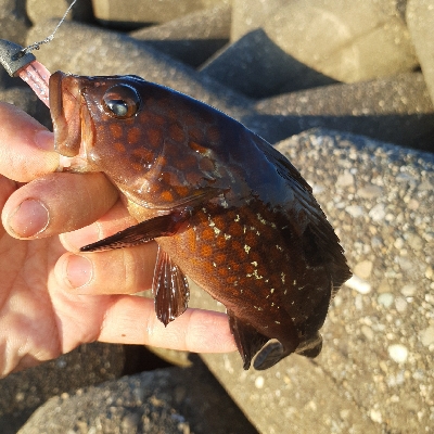 小アコウですが釣れました