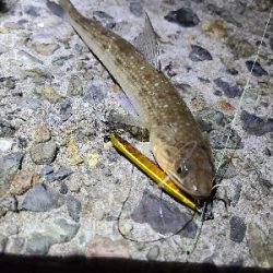 色々釣れました