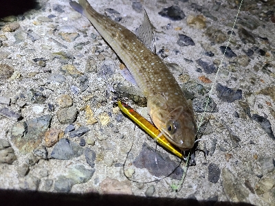 色々釣れました