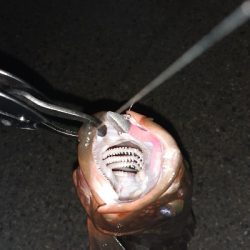 やっと持ち帰りサイズが釣れました！