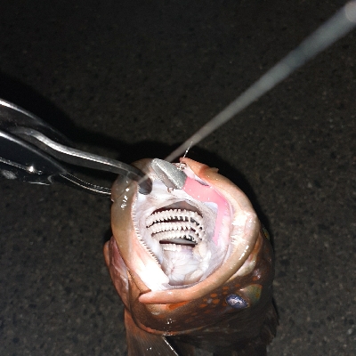 やっと持ち帰りサイズが釣れました！