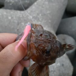 早朝ガシリング