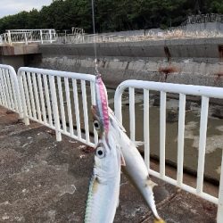 サバ天国！？地獄！？