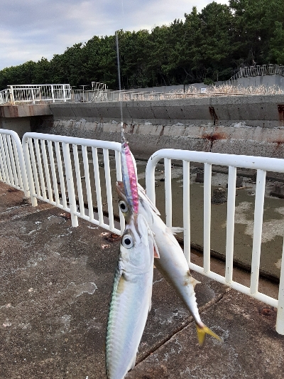 サバ天国！？地獄！？