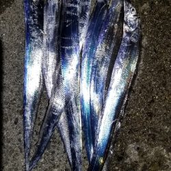 朝ハマチ、夕方タチウオ