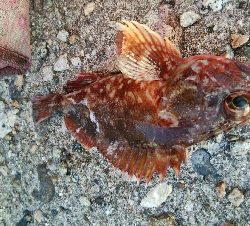 キジハタ2匹、カサゴ1匹！小アジ