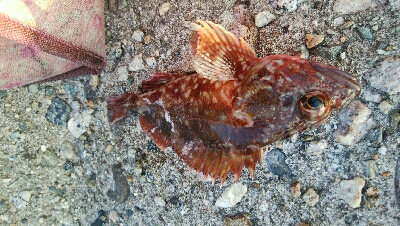 キジハタ2匹、カサゴ1匹！小アジ