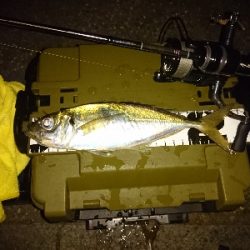 ここは休日は釣り堀状態ですね。