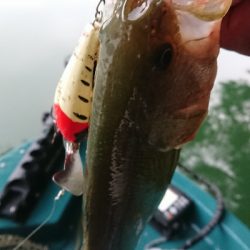 朝マヅメにトップ