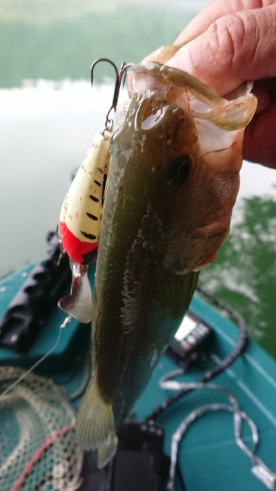 朝マヅメにトップ