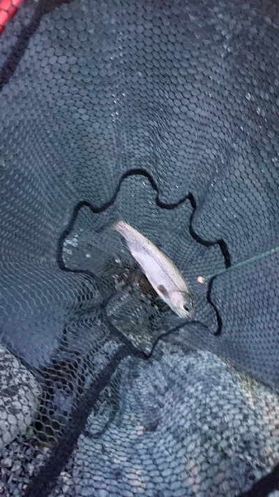 川場フィッシングプラザでルアー釣り