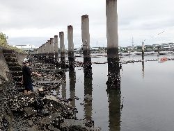 のべ竿でハゼ爆釣