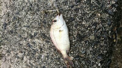 介護の合間にショアジギ＆投げ釣り