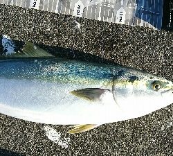 沖堤で青物リベンジ！ヤバかったけど…