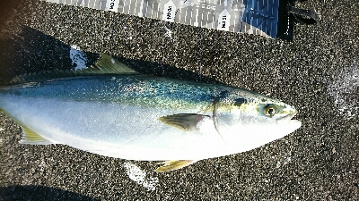 沖堤で青物リベンジ！ヤバかったけど…