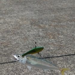 ファミリーフィッシング