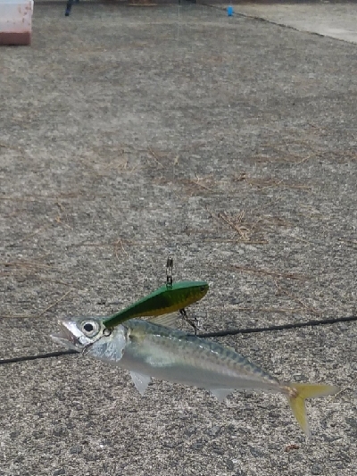 ファミリーフィッシング