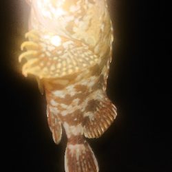 アジが居ない～