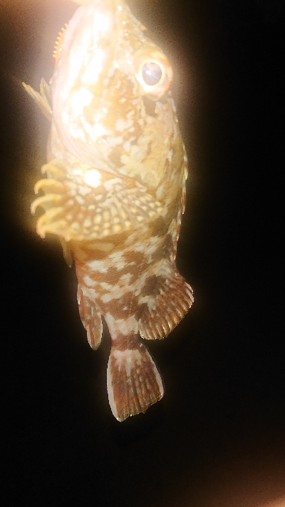 アジが居ない～