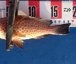 オオモンハタ祭り