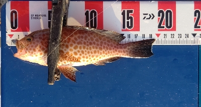 オオモンハタ祭り